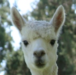 Victor